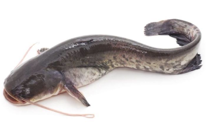 Catfish